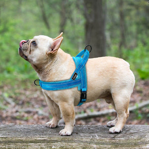 No Pull Nylon Dog Harness